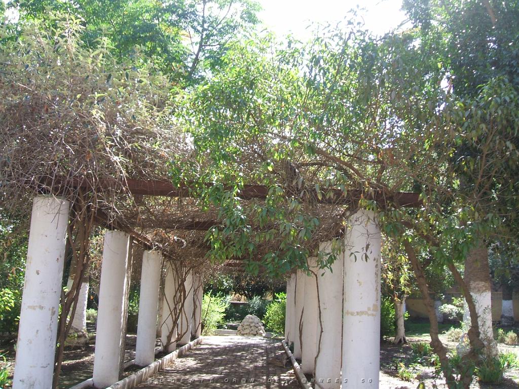 OCTOBRE 2007 AIN TEMOUCHENT JARDIN PUBLIC 042.jpg